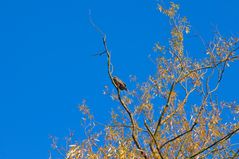 EIn Bussard, der wusste, da0 ich kein Tele dabei habe...