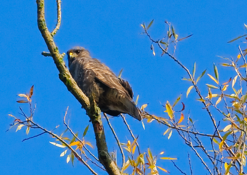 EIn Bussard, der wusste, da0 ich kein Tele dabei habe..gecropped.