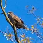 EIn Bussard, der wusste, da0 ich kein Tele dabei habe..gecropped.