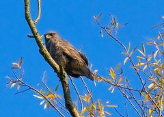 EIn Bussard, der wusste, da0 ich kein Tele dabei habe..gecropped.