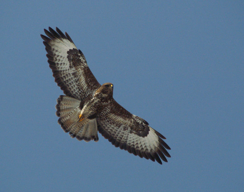 ein Bussard