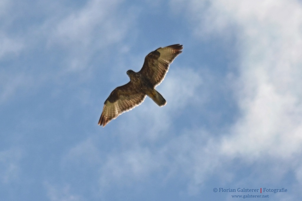 Ein Bussard - fast zum greifen nahe