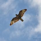 Ein Bussard - fast zum greifen nahe