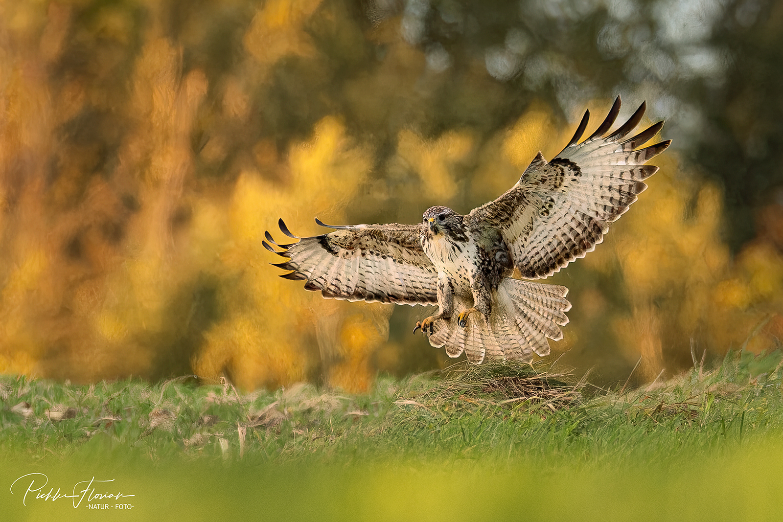 ein Bussard im Abendlicht