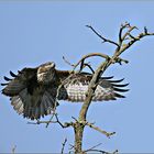 Ein Bussard im Anflug auf seinen Ansitz