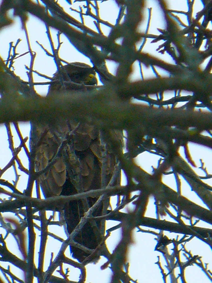 ein Bussard im Apfelbaum fühlt sich beobachtet