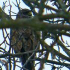 ein Bussard im Apfelbaum fühlt sich beobachtet