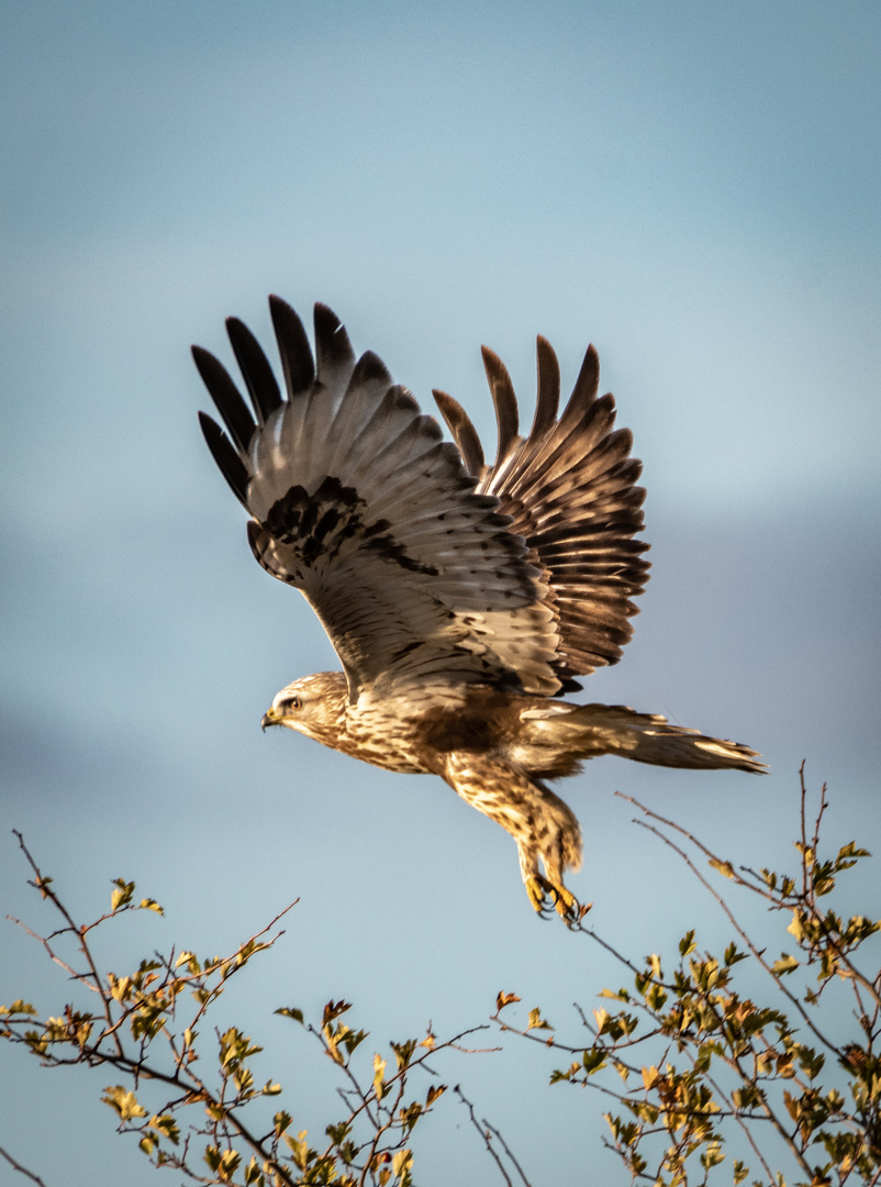 Ein Bussard im Flug