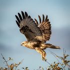 Ein Bussard im Flug