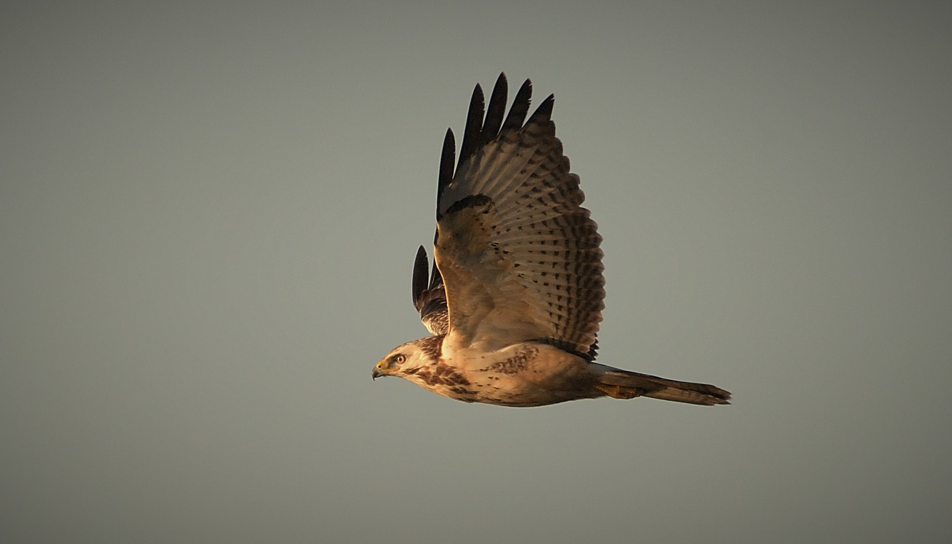 Ein Bussard im Vorbeiflug!