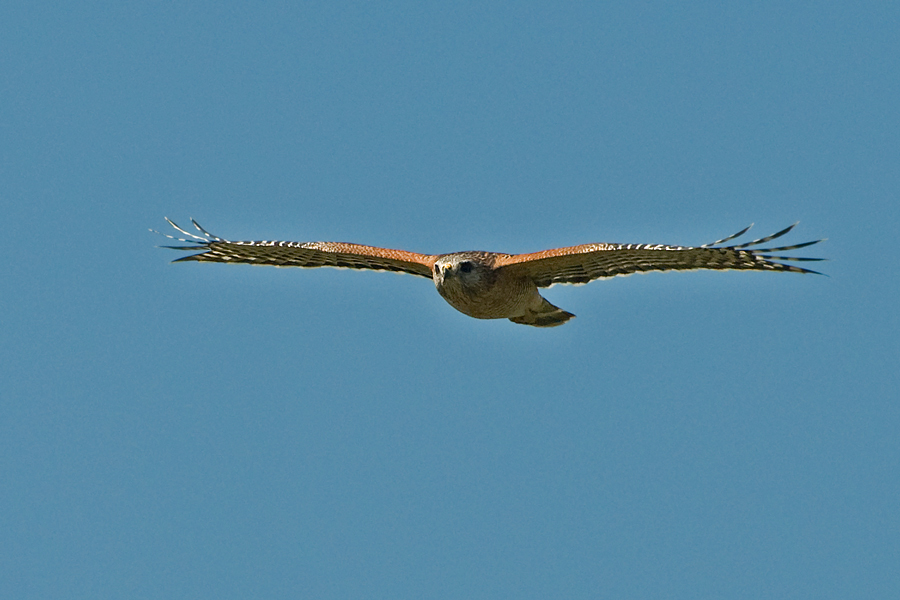 Ein Bussard neugierig?