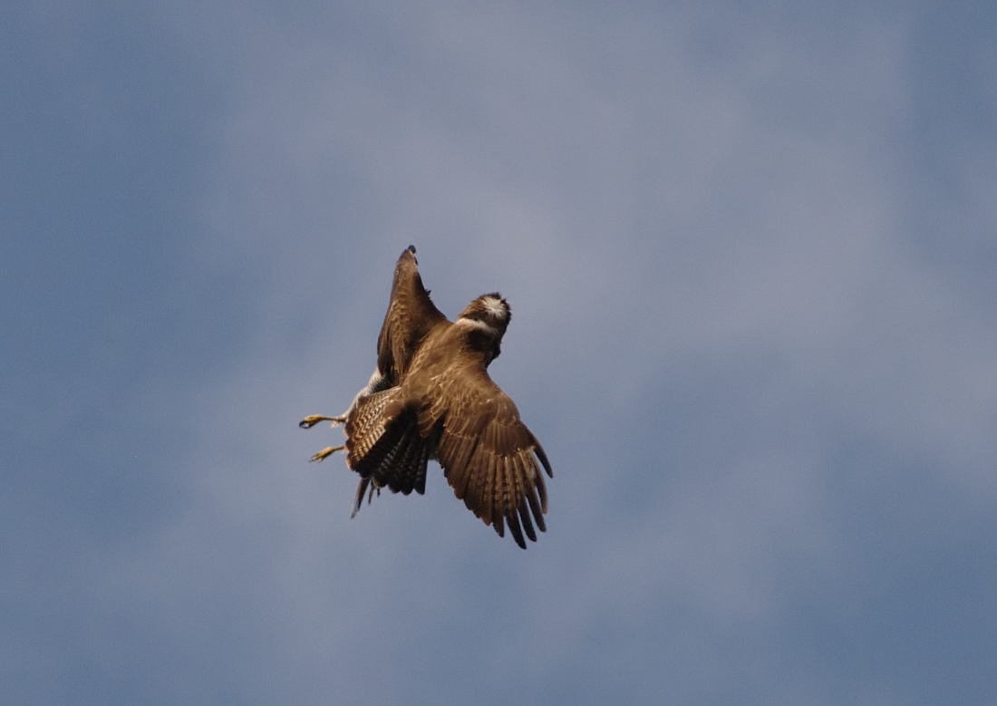 Ein Bussard und zwei Habichtfänge