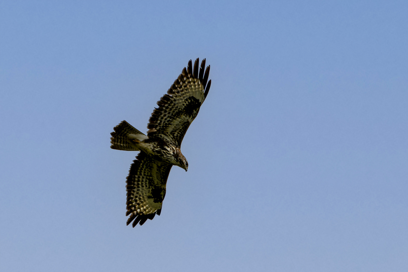 Ein Bussard unter blauem Himmel ...