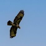 Ein Bussard unter blauem Himmel ...