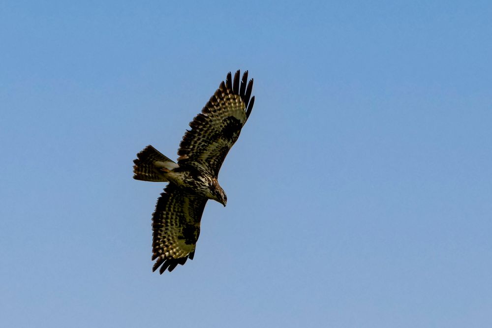 Ein Bussard unter blauem Himmel ...