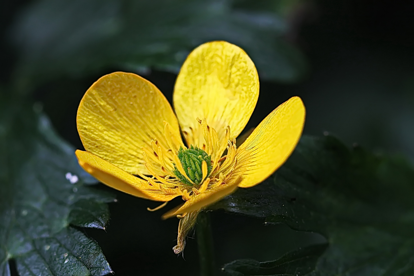 ein Butterblümchen