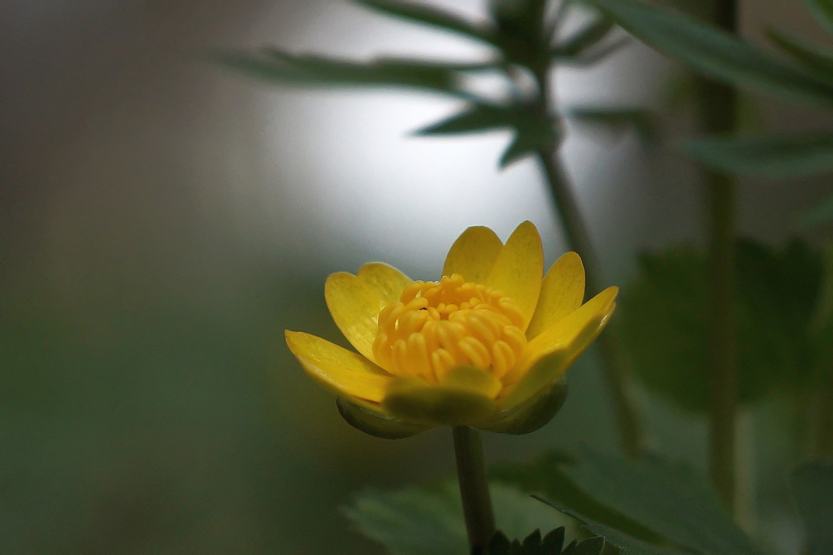 Ein Butterblümchen,...