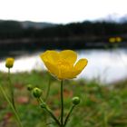 Ein Butterblümchen am Hintersee