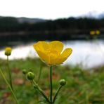 Ein Butterblümchen am Hintersee