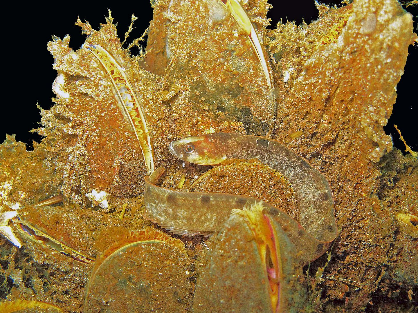 Ein Butterfisch in der Flensburger Förde