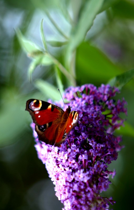 Ein Butterflieger