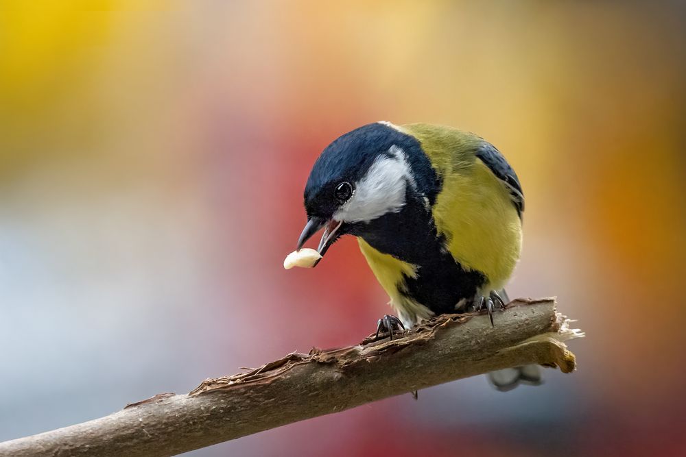 Ein BVB - Vogel :-)