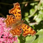 Ein C-Falter präsentiert Herbstfarben im Altweibersommer