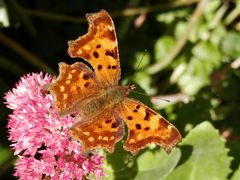 Ein C-Falter präsentiert Herbstfarben im Altweibersommer