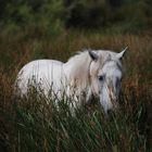 Ein Camarque- Pferd!