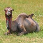 Ein Camel in Stuttgart Teil 2