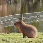 Ein Capybara sonnt sich