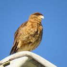 ein Caracara