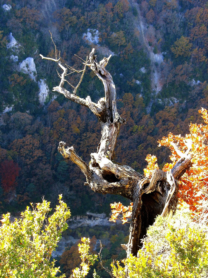 ein Cent bei dem Baum ;0)