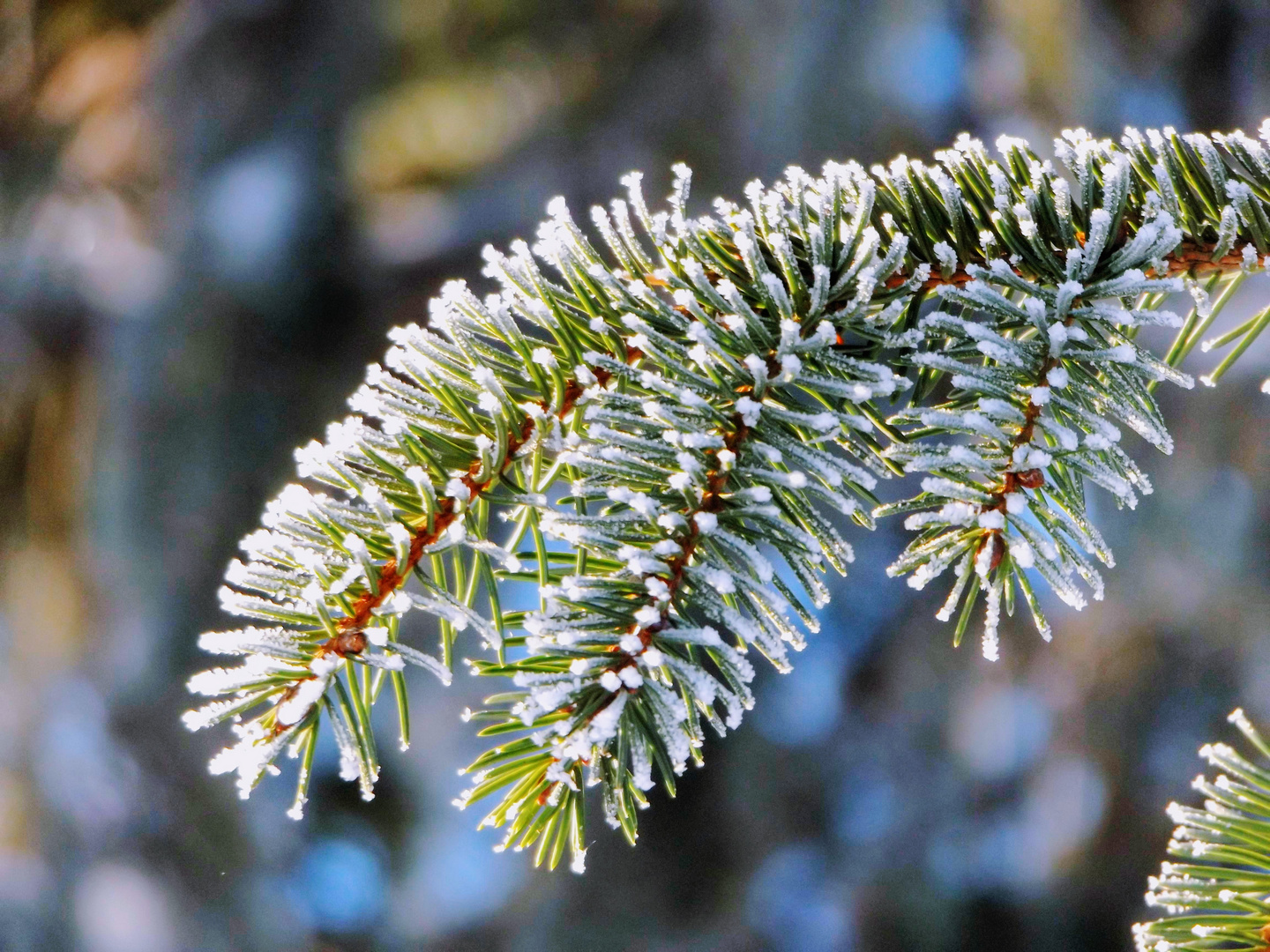 Ein charakteristisches Wintermotiv