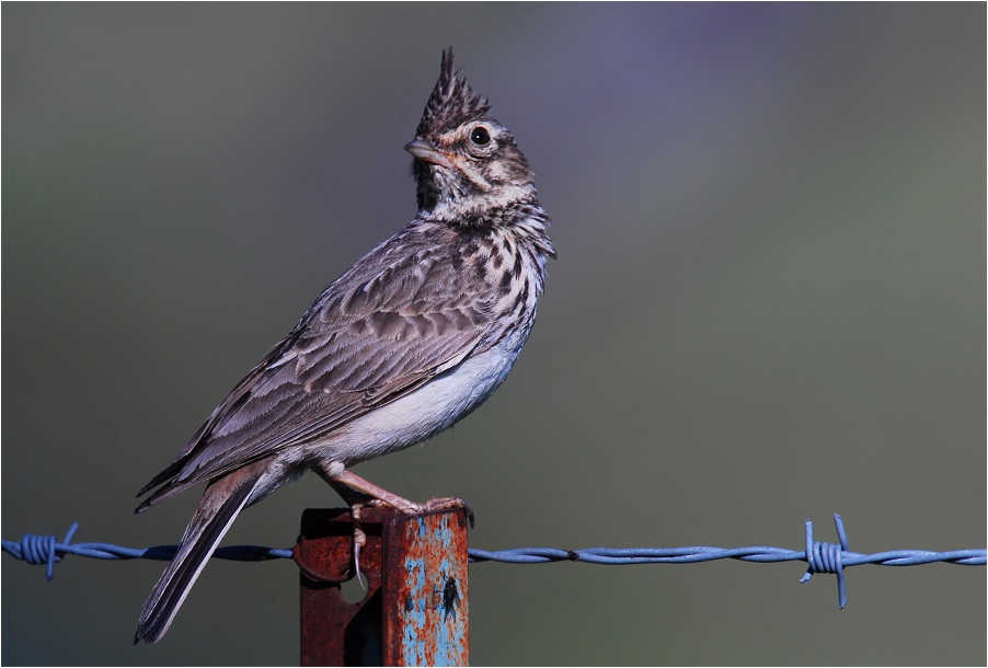 Ein Charaktervogel Spaniens...