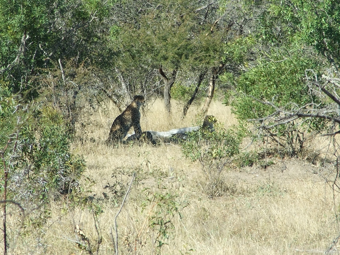 ein cheetah :)