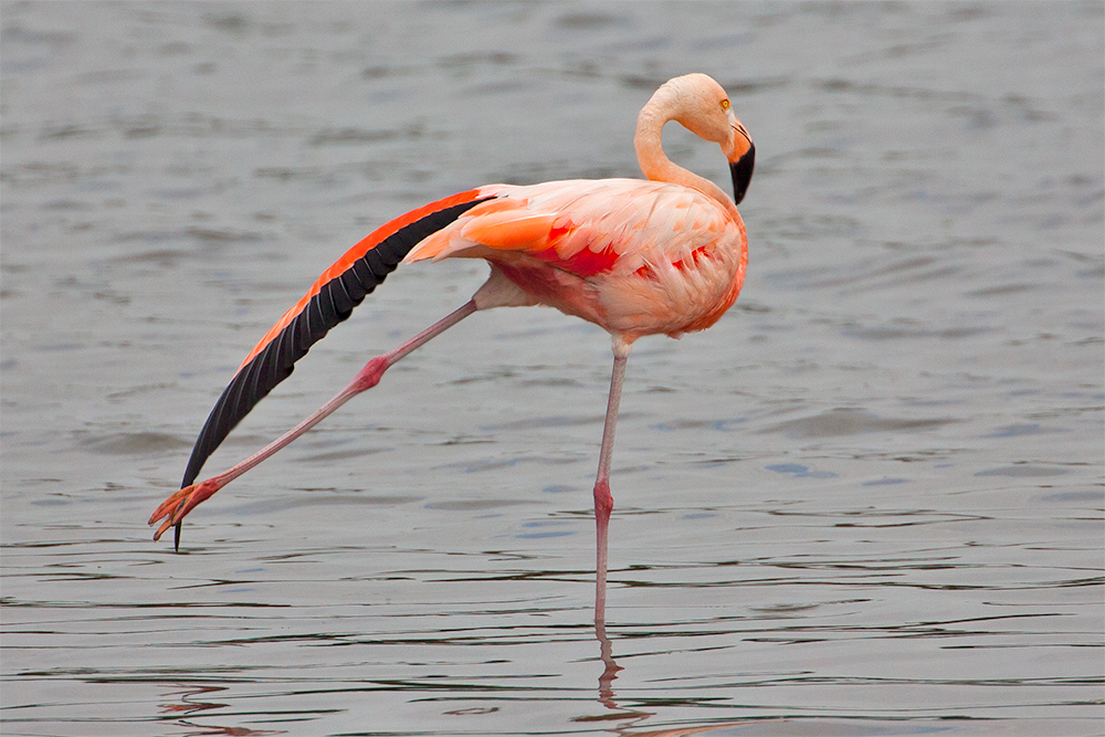 Ein Chileflamingo in Bayern (2)