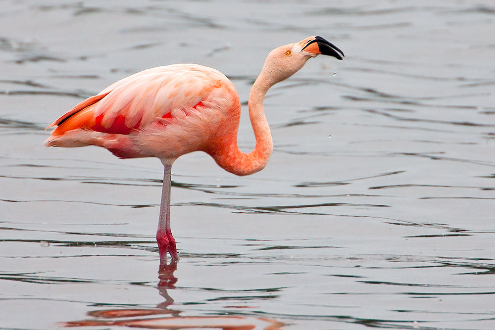 Ein Chileflamingo in Bayern