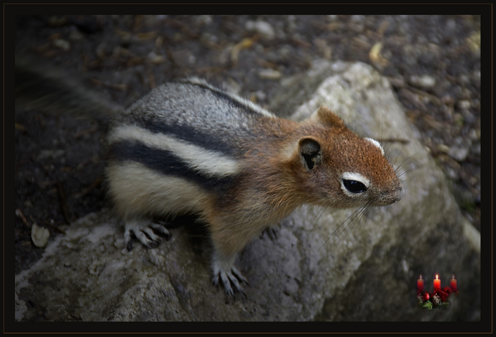 Ein Chipmunk zum dritten Advent