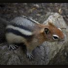 Ein Chipmunk zum dritten Advent