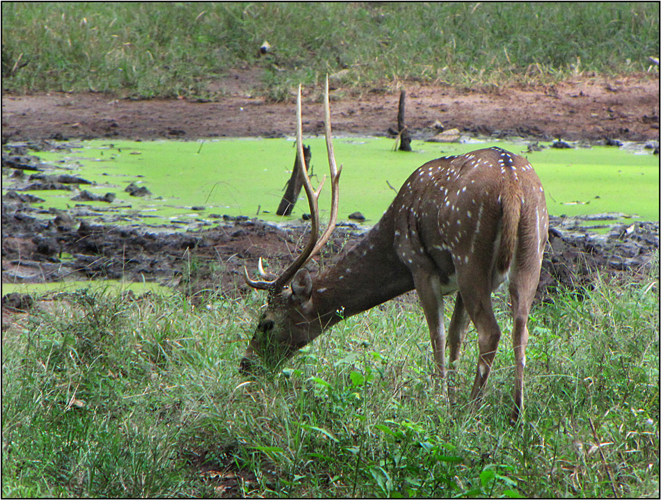 Ein Chital