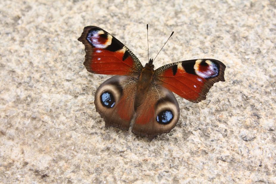 Ein christlicher Schmetterling