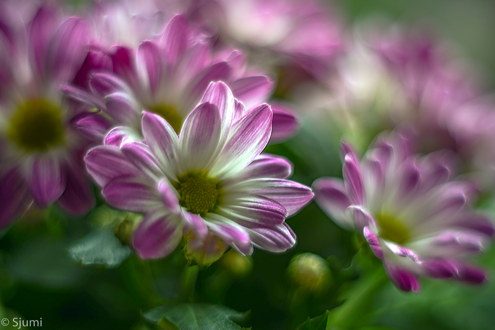 Ein Chrysanthemen Traum