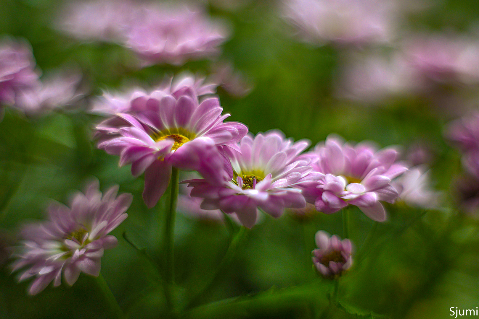 Ein Chrysanthemen Traum