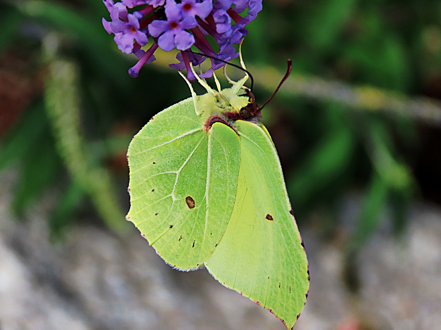 Ein Citronenfalter am Sommerflieder - Thementag heute