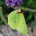 Ein Citronenfalter am Sommerflieder - Thementag heute