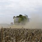 Ein Claas Lexion 630 bei der staubigen Weizenernte