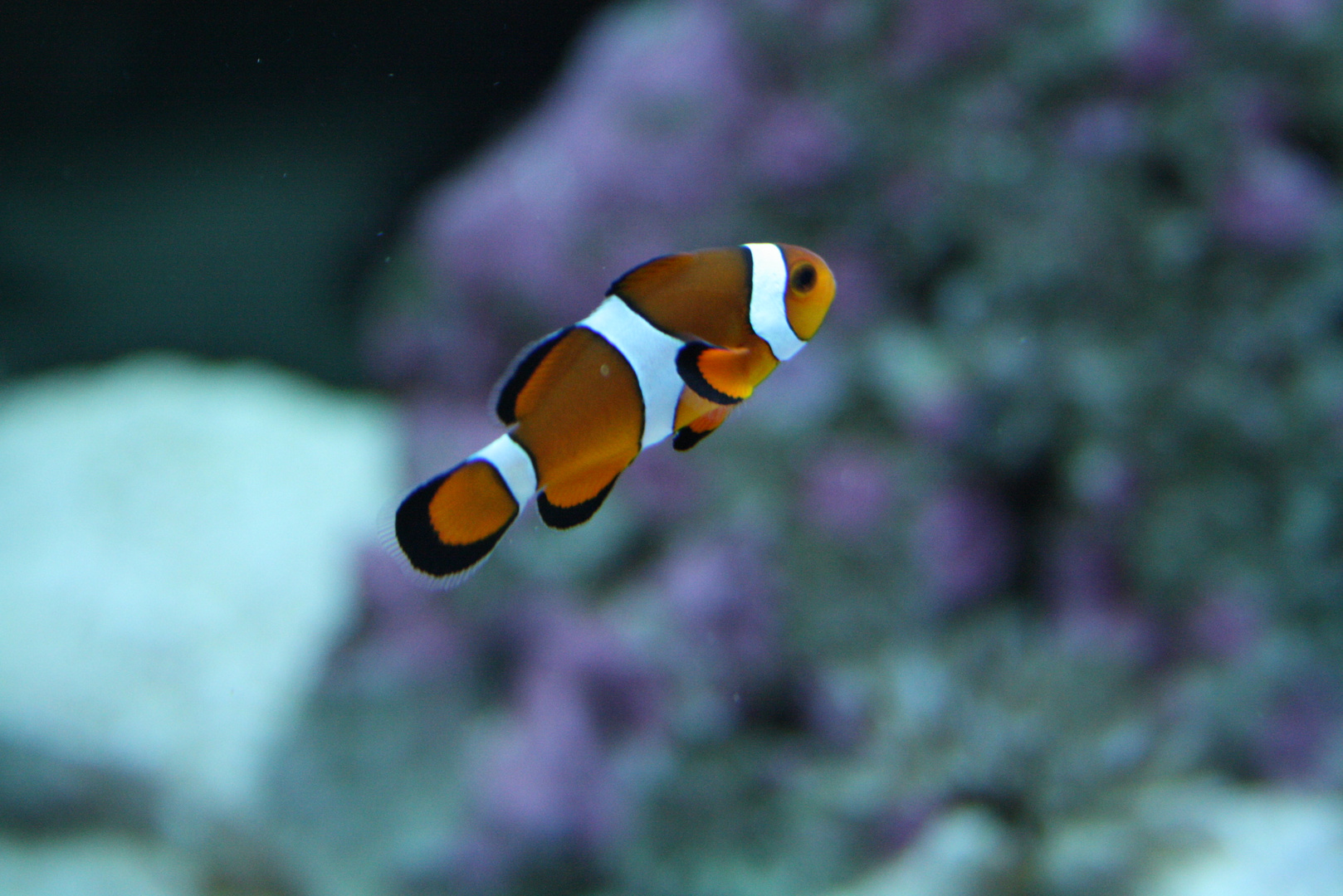 Ein Clownfisch namens NEMO