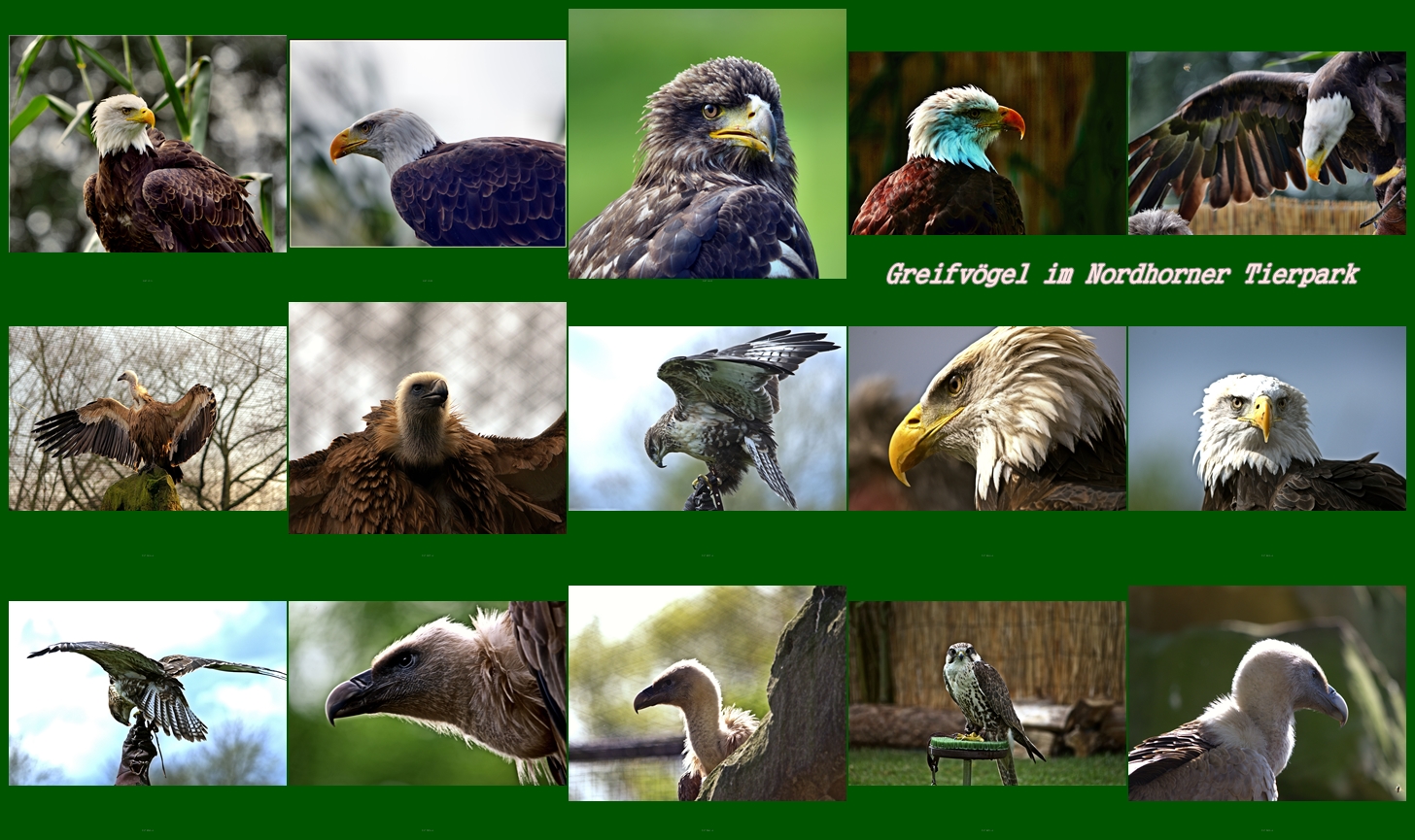 Ein Collage von meinen Lieblingsvögel