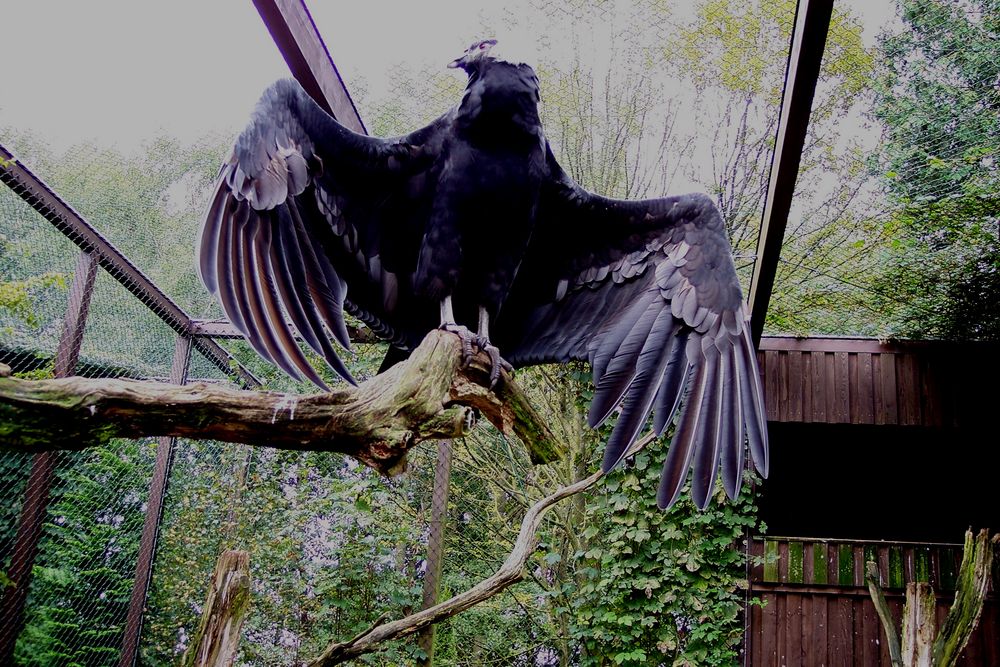 Ein Condor Foto & Bild natur, tiere, vögel Bilder auf
